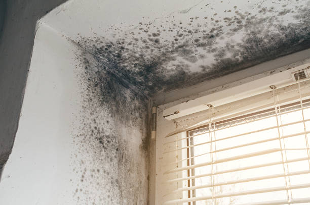 Affordable Mold Cleanup solutions in Rockford, MN